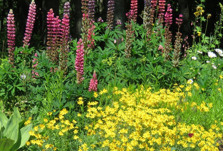 Giardino Botanico Alpino Viote, Italy, Italy